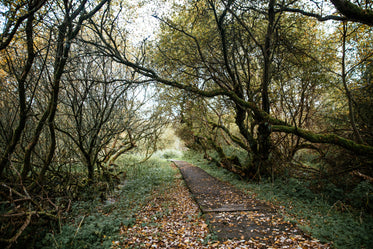 path through mossy trees