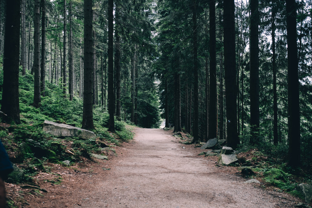 pathway into a lush green forest