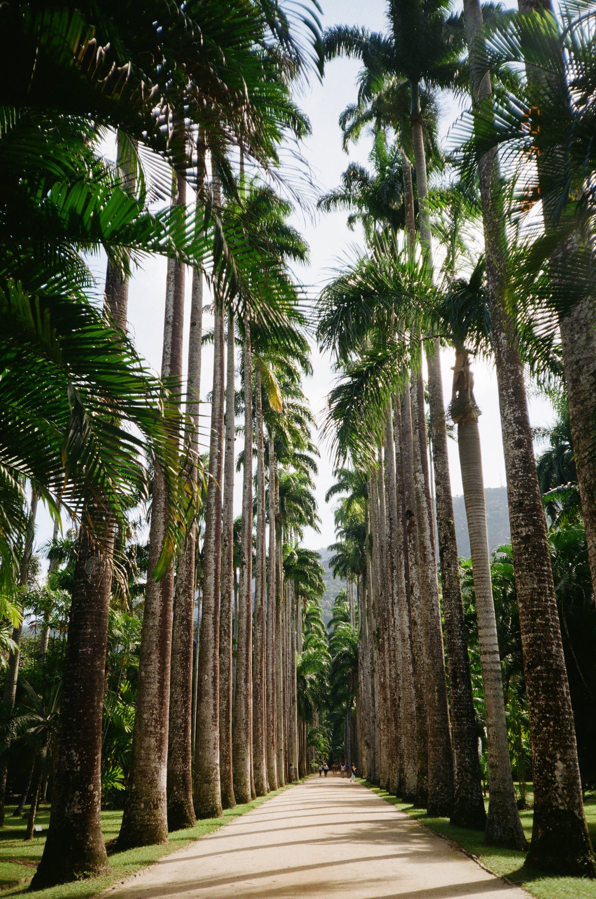pathway lined in tall palm trees