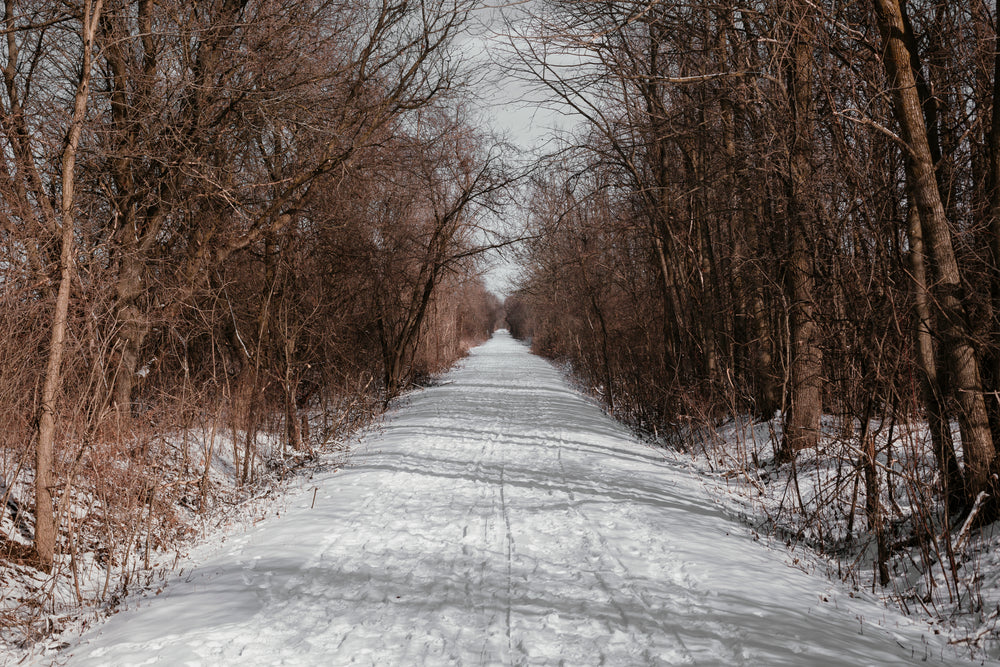 pathway lined with snow and bare trees