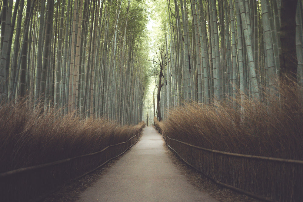 pathway through a bamboo forest