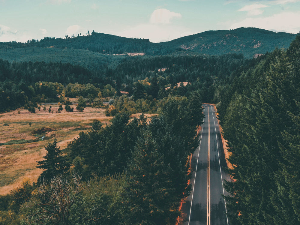 paved road lined with tall green trees