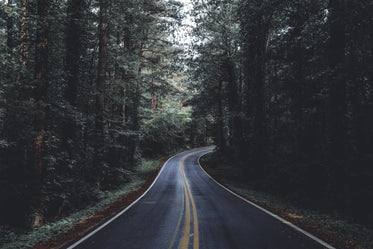 paved road through forest