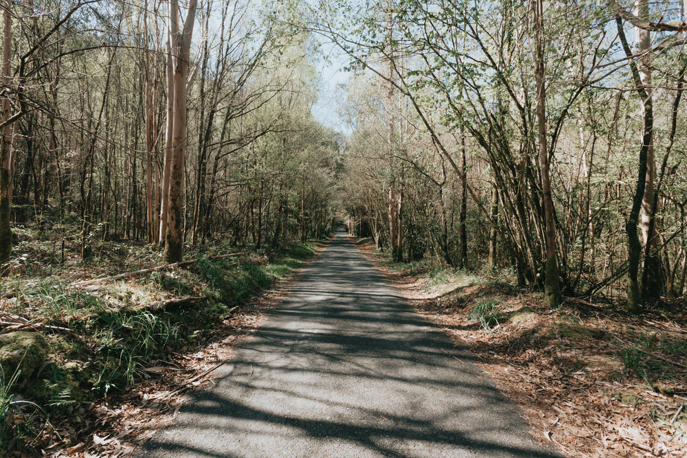 paved tree lined pathway in the spring