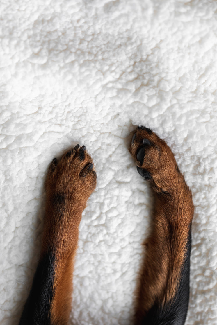 paws-of-a-puppy-from-above.jpg?width=746