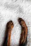 paws of a puppy from above