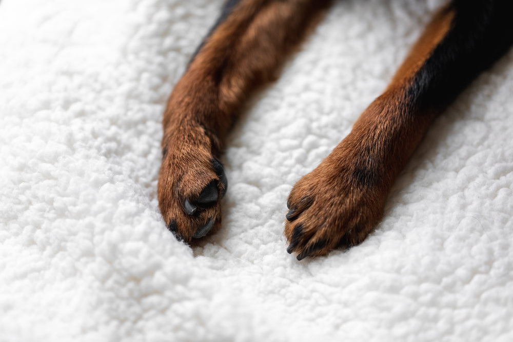paws of a puppy on a soft white blanket