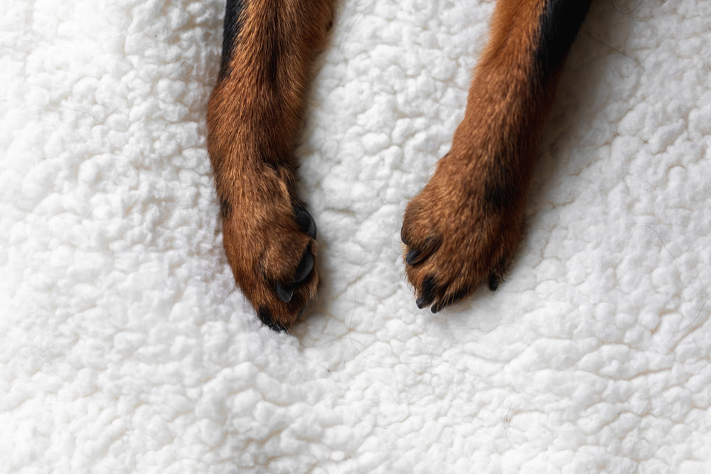 paws on a fluffy white blanket