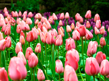 peach and purple tulips