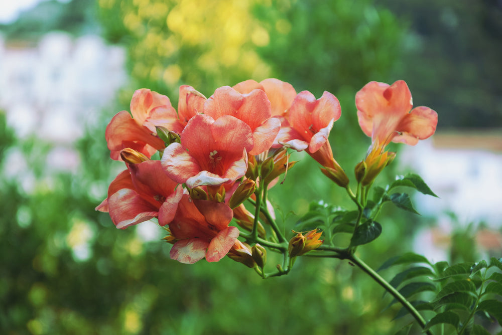 peach colored blossoms