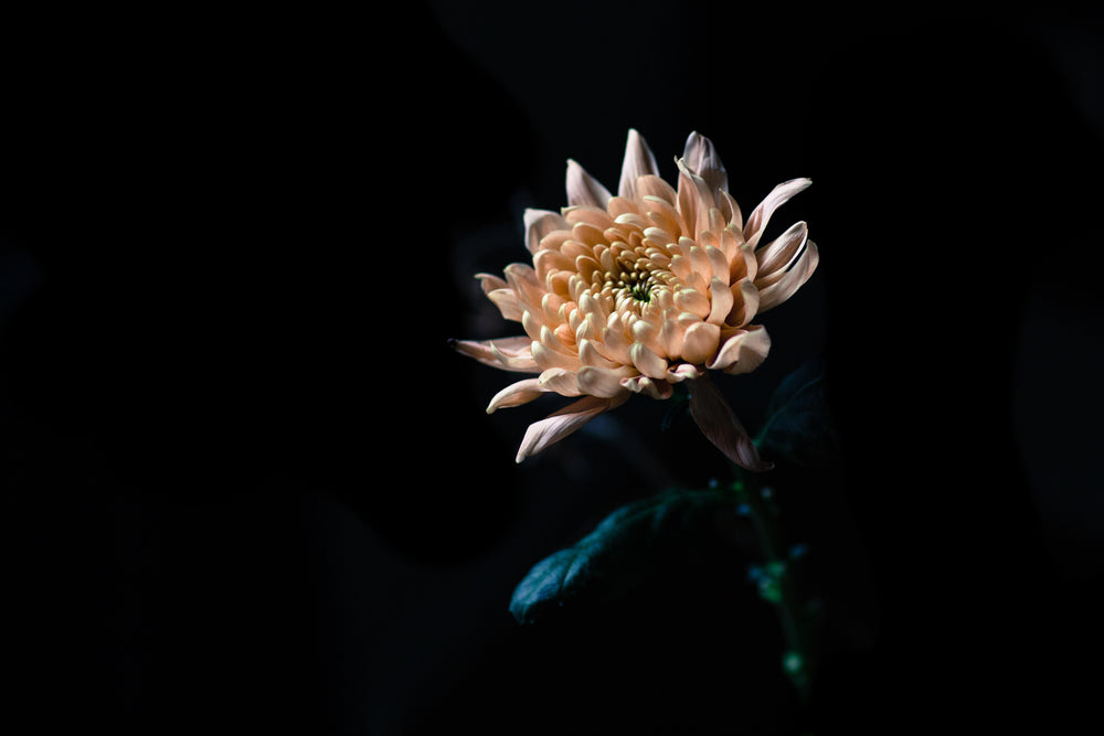 peach flower in dark