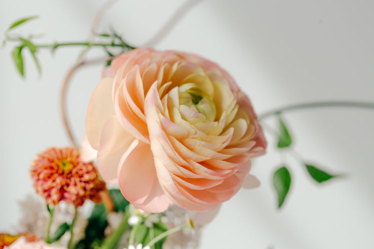 peach-rose-in-bouquet.jpg?width=746&form