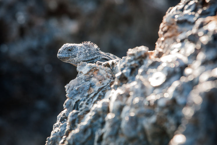 peak-a-boo-iguana.jpg?width=746&format=p