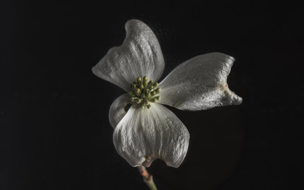 pearly white petals like a butterfly's wings