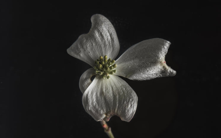 pearly-white-petals-like-a-butterfly-s-wings.jpg?width=746&format=pjpg&exif=0&iptc=0