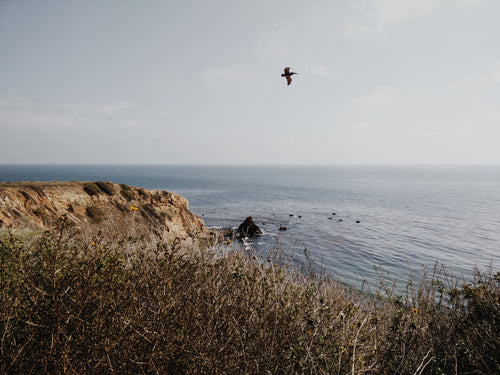 pelican flies over beach cliffs
