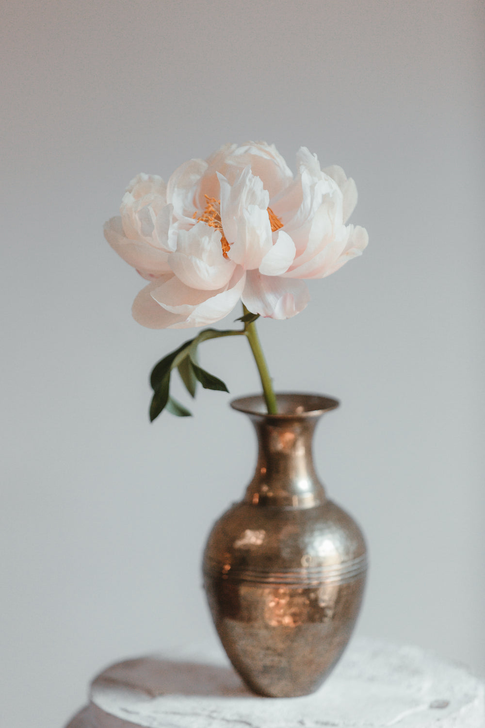 peony blossom in a vase