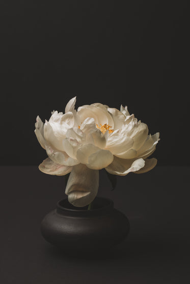 peony blossom in the vase