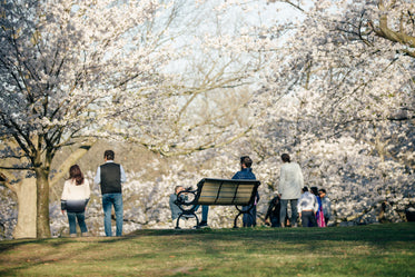 people admiring the magnolia trees