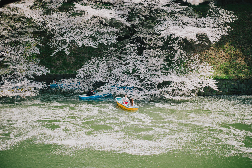 people in small boats enjoy trees in bloom with white flowers