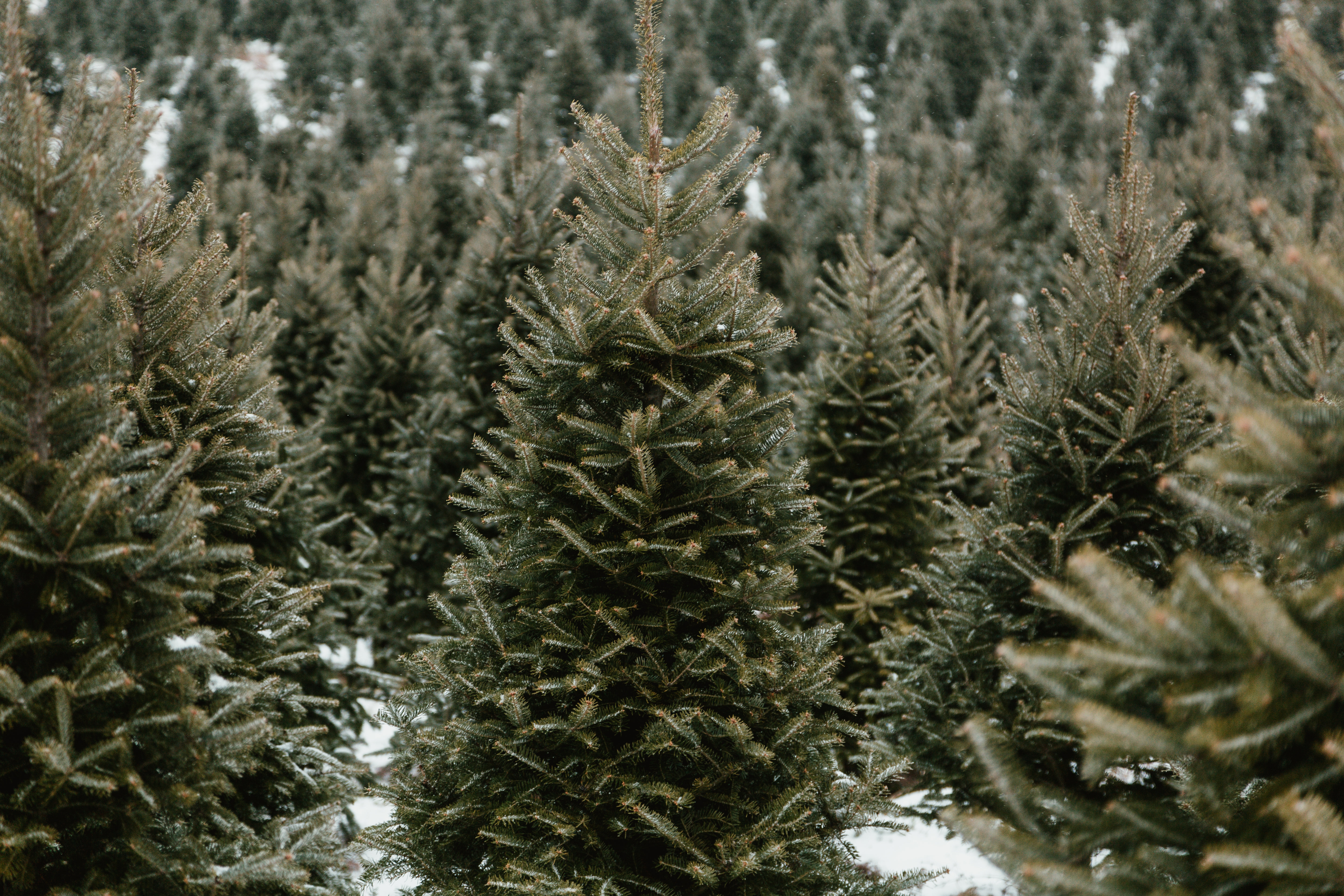 Perfect Christmas Pine Tree