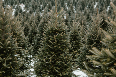 perfect christmas pine tree