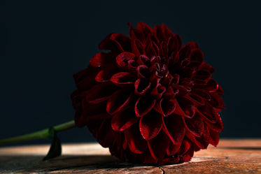 perfect deep red dahlia laying on a wooden board