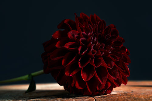 perfect deep red dahlia laying on a wooden board