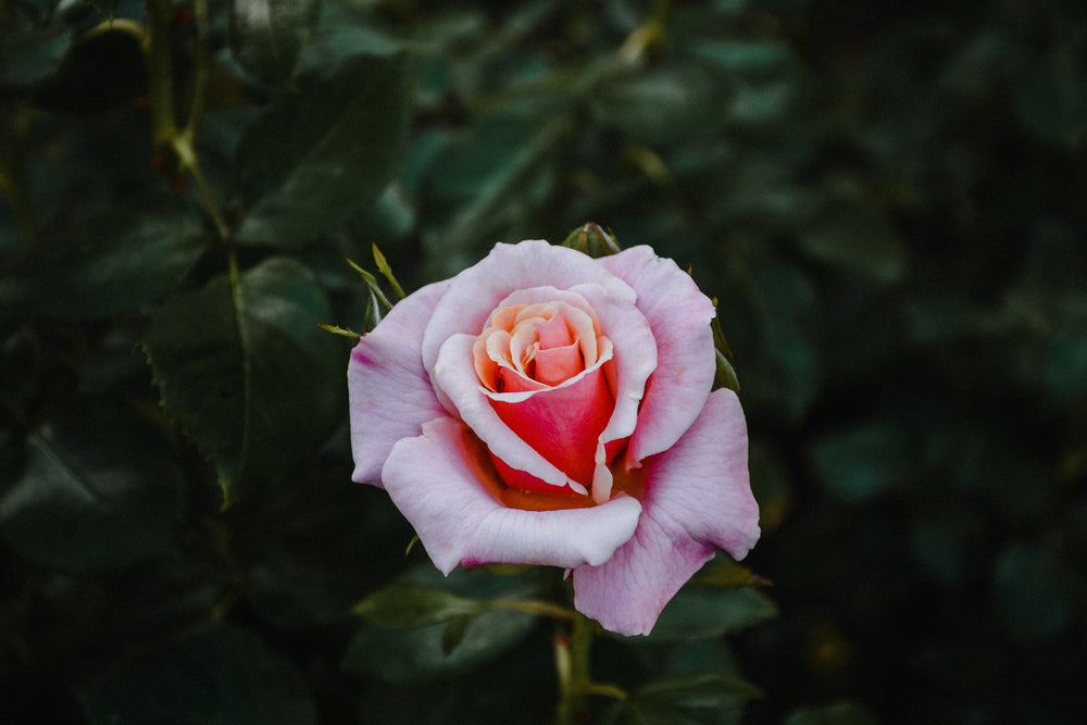 perfect pink rose