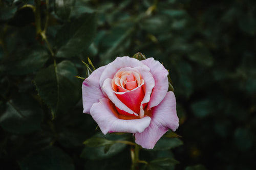 perfect pink rose