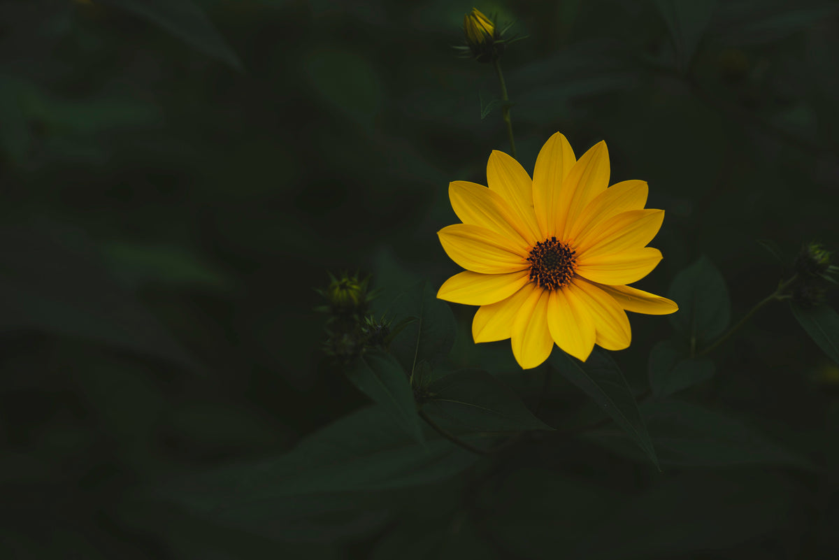 完美的黄色花朵