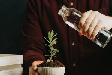 person gets ready to water a small potted plant