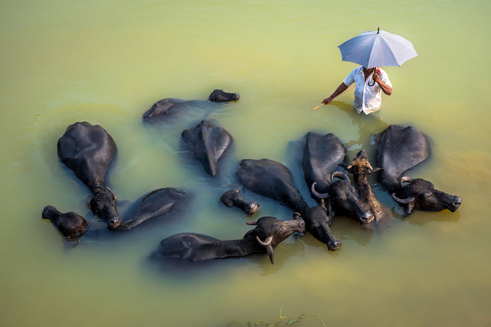 person holding an umbrella surrounded by animals
