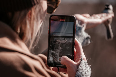 person holding their cellphone to take a video of a bird