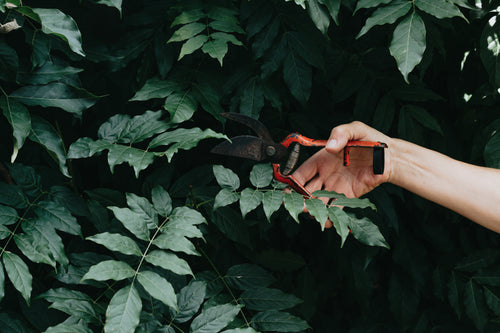 person holds a gardening pruner towards a lush tree