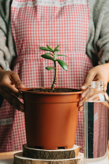 person holds the sides of a potted plant