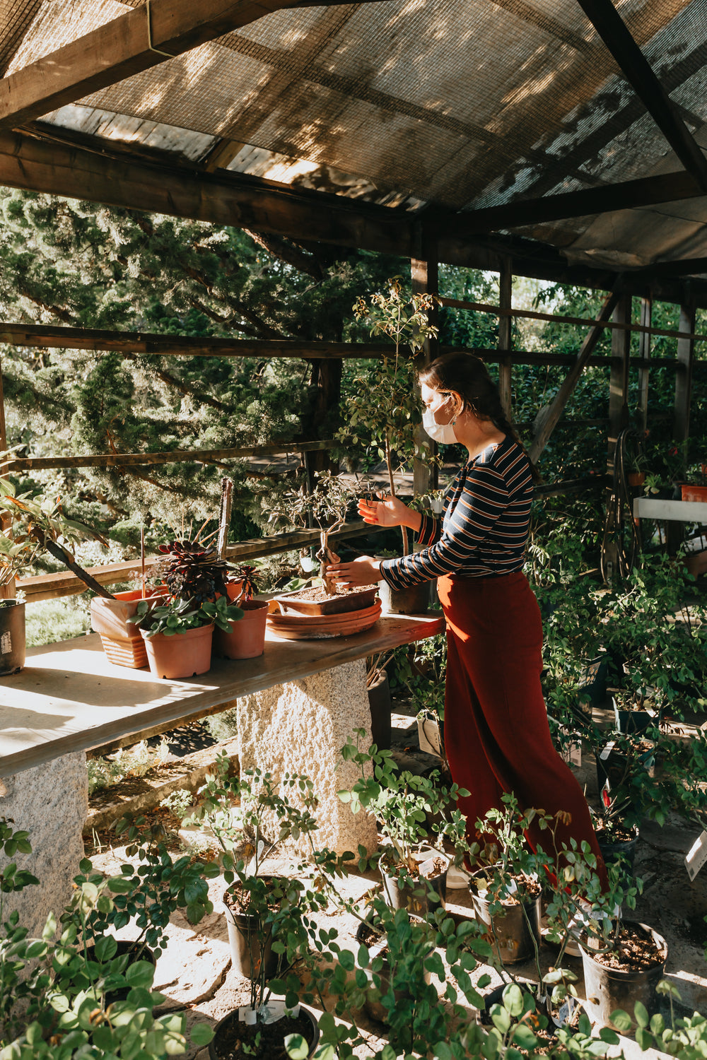 person in a facemask tends to a table of plants