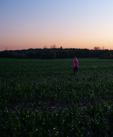 person in pink walks in a field of small corn plants