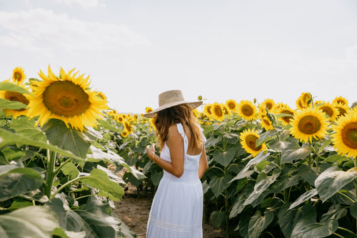 person in white dress walks through a sunflower field