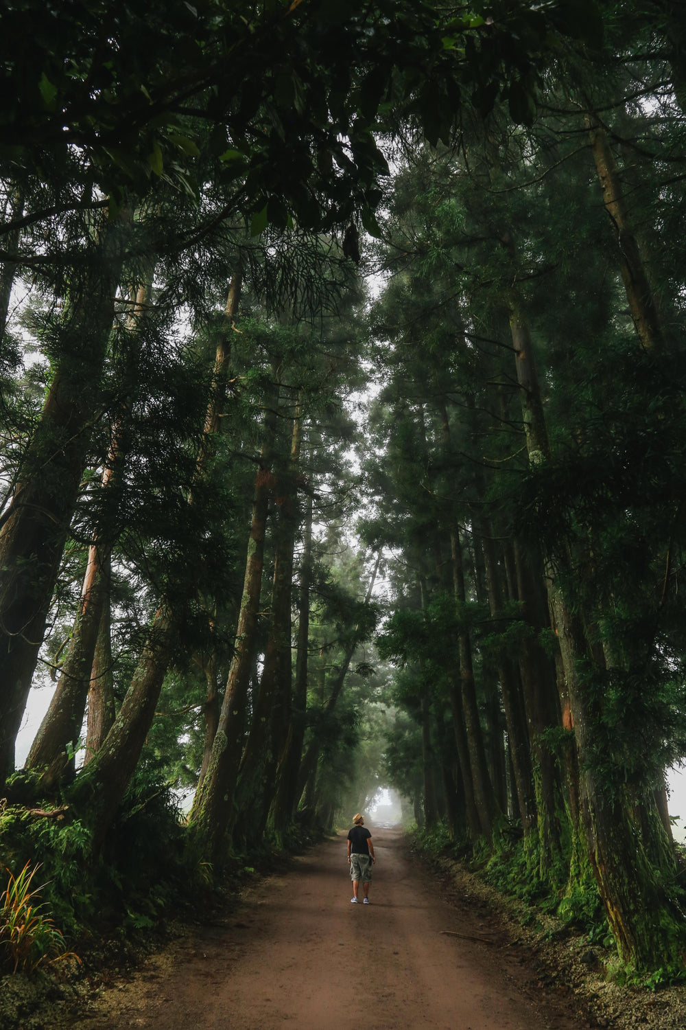 person looks tiny amongst tall trees