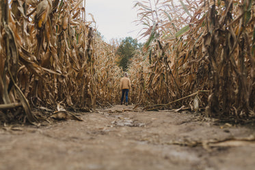 person lost in corn maze