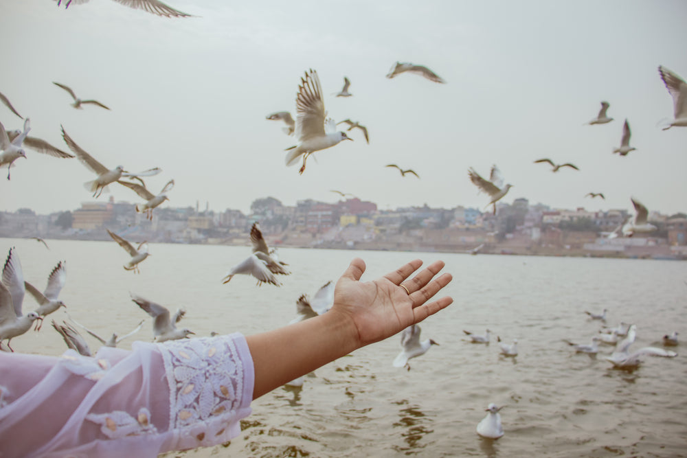 person reaches out to a frame full of birds