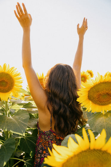 Browse Free HD Images of Person Reaching While Standing In A Sunflower Field
