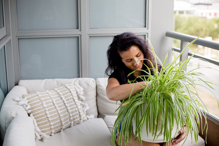 person-sits-on-there-balcony-and-tends-to-a-large-plant.jpg?width=746&format=pjpg&exif=0&iptc=0