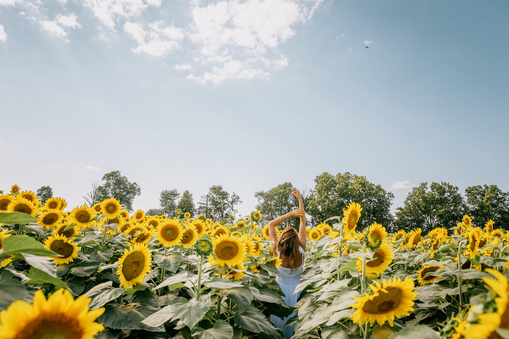 person standing in sunflower field