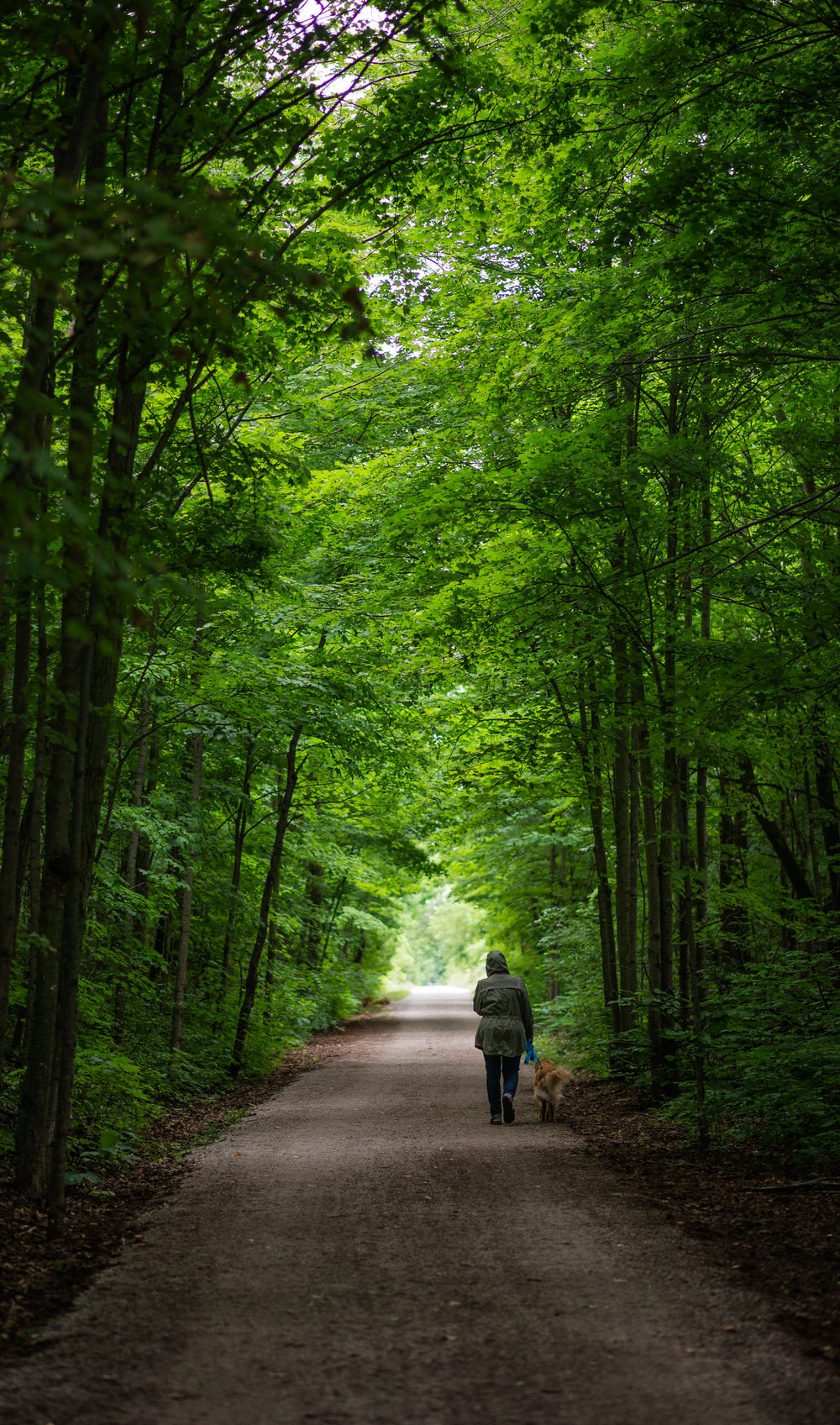 person walks their dog on a tree lined pathway