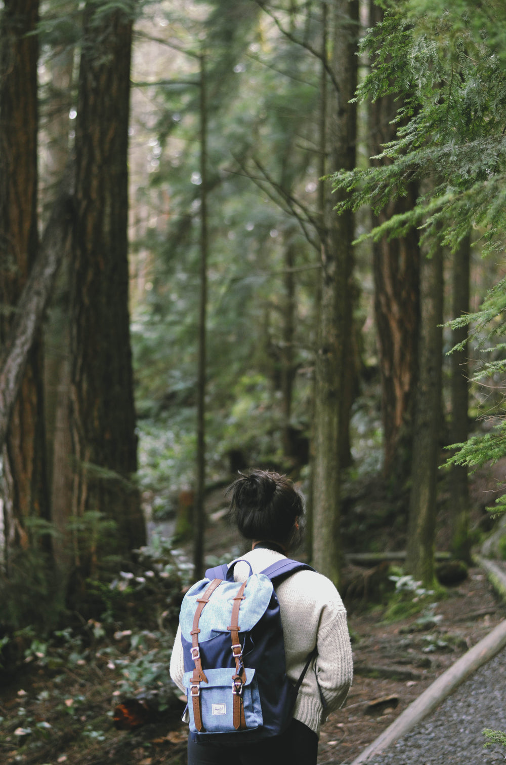 person walks through a forest of tall green trees