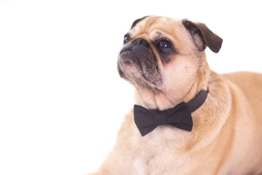 Picture of Pet Accessory - Free Stock Photo