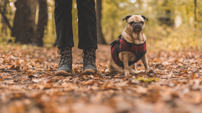 Pet And Owner On Fall Walk