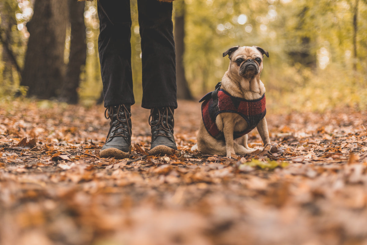 宠物和主人在秋天散步
